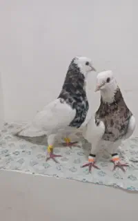 دو عدد کبوتر طوقی