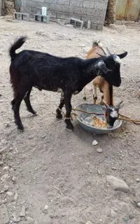 دوعددکهرنر
