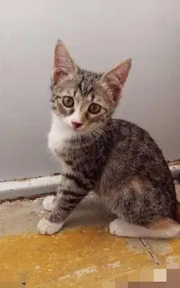 واگذاری رایگان بچه گربه