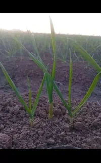 یک هکتار سیر فروشی هس