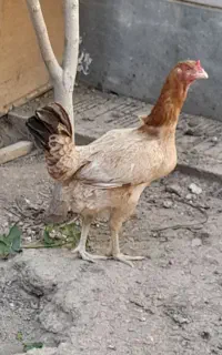 مرغ تخم گذار نژاد دار  لاری