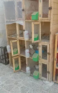 قفس