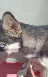 سگ هاسکی ماده اصیل