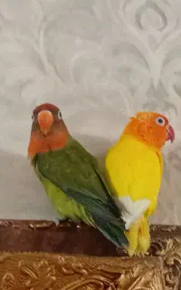 طوطی برزیلی اهلی