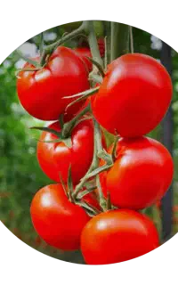 آب گوجه گیری معصومی