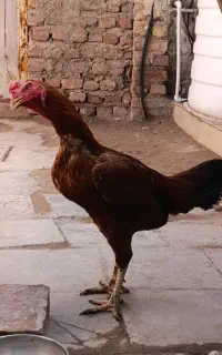خروس لاری