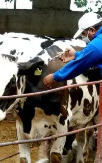 کارگر ساده جهت کار در دامداری