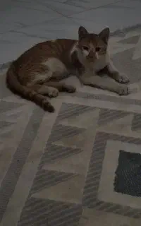 گربه