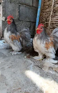 ۲ تا خروس کوشین جوان