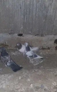 ۷ عدد کفتر