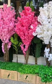 شکوفه،آکاردئونی برگ،درختچه ،ریسه،گرین وال