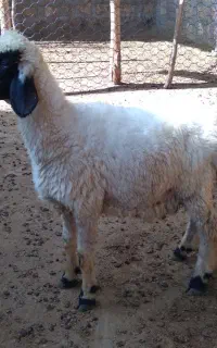بره ماده چاق