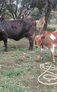 گاو شاه گاو چالوسی باگوساله نر لوکس