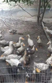 اردک