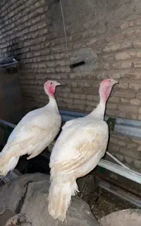 بوقلمون گوشتی