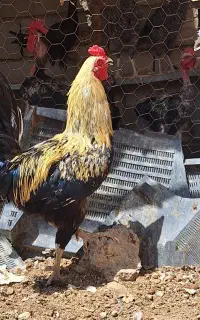 خروس