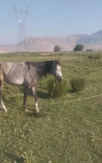 مادیون سواری پنج سال