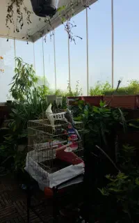 دو عدد عروس هلندی