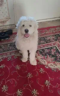 سگ گمشده