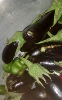 بادنجان فروشی