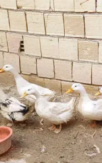 اردک تخم گذار  ۲۰ ماهه
