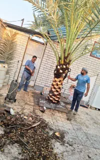 بریدن نخل هرس نخل گرته لقاح سمپاشی تقویت گردافشان