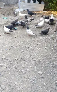 کفتر فروشی
