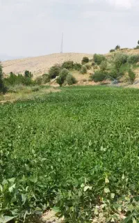 نخود قرمز