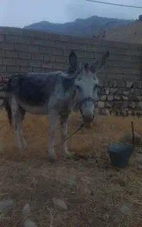 الاغ نر
