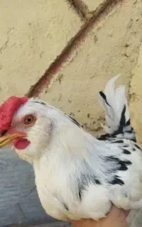 خروس اصیل گلین لری