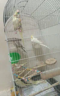 عروس هلندی