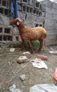 بره نر  چاق کشتاری بدون شکم اضافه وزنش زیر۲۵کیلو