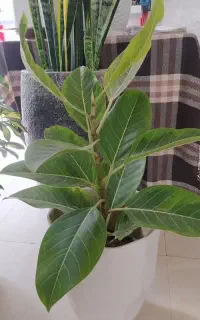 حـراج گلهای خانگی واپارتمانی