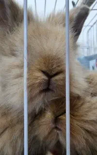 خرگوش مینی لوپ المانی نر و ماده