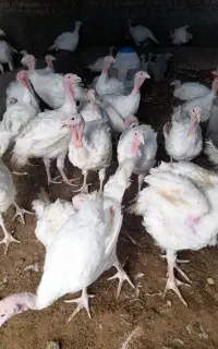 بوقلمون گوشتی بیوتی ۶