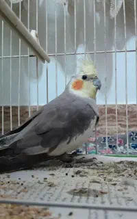 عروس هلندی