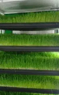 علوفه دام طیور  مقرون به صرفه