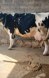 گاو