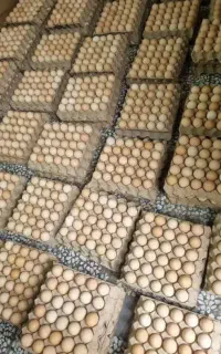 تخم مرغ محلی