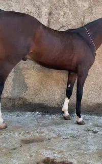 سیلمی شاهین کره  شاهزاده سین