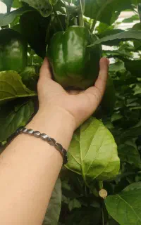 کودهای ارگانیک / اصلاح خاک / کشاورزی / افزایش تناژ