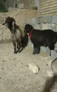 یک راس میش درجه یک با بره درجه یک تخمی