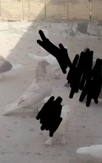 کفترگمشده