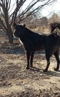 مزرعه حیوانات