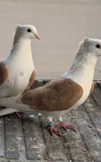 کبوتر و قناری اوازخان