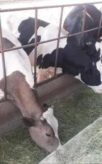 شیر گاو پرچرب