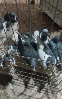 کبوتر