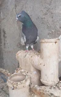 ابلغ