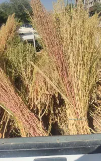 جارو دستی