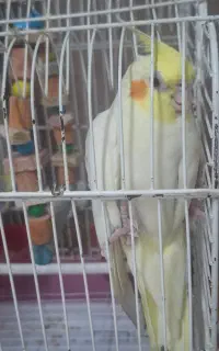 عروس هلندی  نطفه دار
